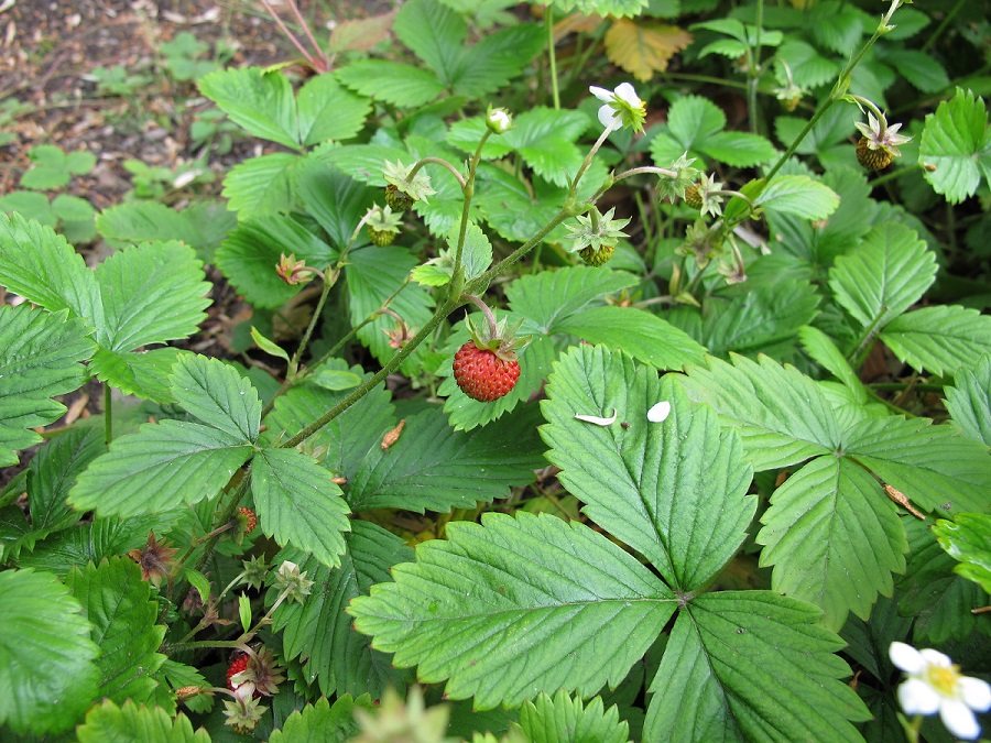 Wild Strawberry (Fragaria vesca) plug plants