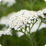 Yarrow flower
