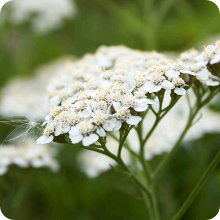 Yarrow flower