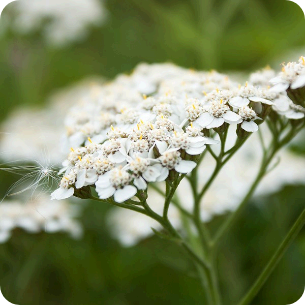 Yarrow flower