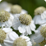 Sneezewort (Achillea ptarmica) plug plants