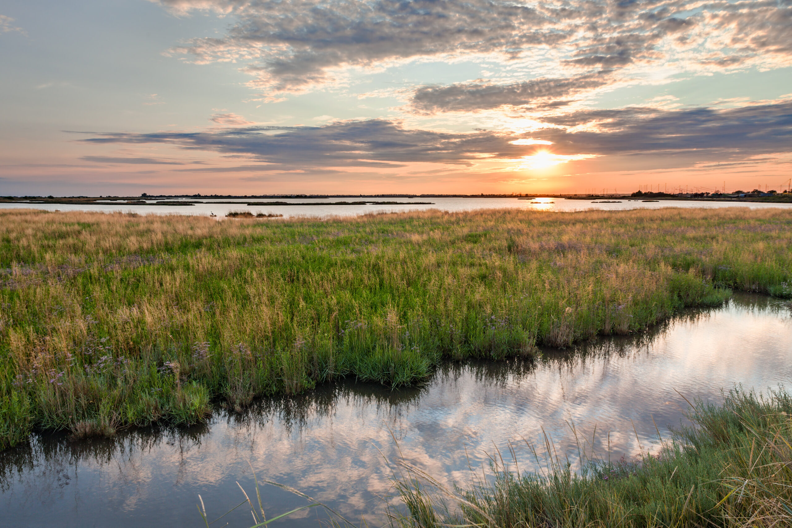 lagoon of Comacchio, Ferrara, Italy Wet/Damp Grassland Seed Mix - Image 1