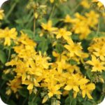 Agrimony (Agrimonia eupatoria) growing in grassland with tall yellow flower spikes above leafy stems.
