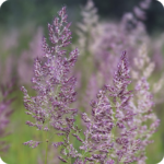 Common Bent (Agrostis capillaris) Seed - Image 2