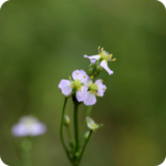 Water Plantain (Alisma plantago-aquatica) plug plants - Image 2