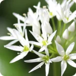 Wild Garlic/Ramsons (Allium ursinum) Rhizomes