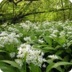 Wild Garlic Ramsons (Allium ursinum) dense woodland carpet of broad leaves and white flower clusters.