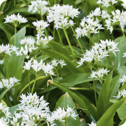 Wild Garlic Ramsons (Allium ursinum) broad green leaves with clusters of white flowers rising above.