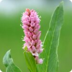 Amphibious Bistort Persicaria amphibia close-up of dense pink cylindrical flower spike above floating leaves.