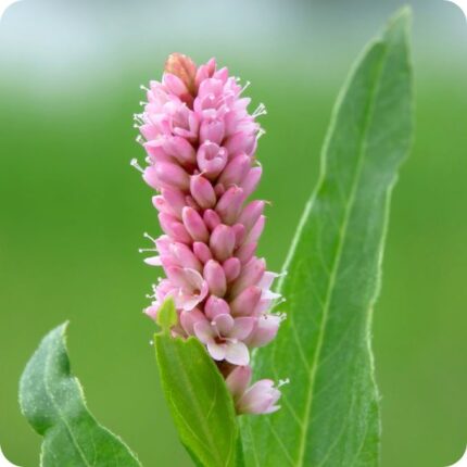 Amphibious Bistort Persicaria amphibia close-up of dense pink cylindrical flower spike above floating leaves.