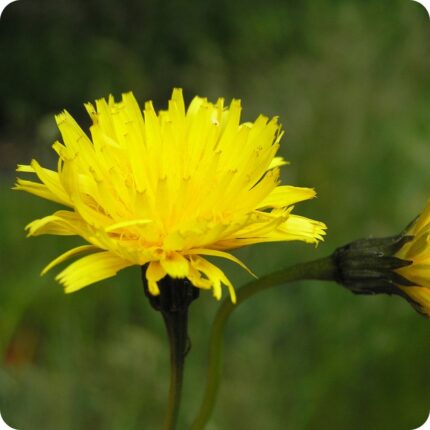 Autumn Hawkbit (Scorzoneroides autumnalis) upright plant with yellow flower heads on thin stems above grassy leaves.