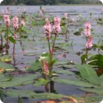 Amphibious Bistort Persicaria amphibia aquatic plant with floating green leaves and upright pink flower spikes