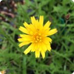 Autumn Hawkbit (Scorzoneroides autumnalis) close up of bright yellow daisy like flower with slender petals.
