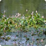 Amphibious Bistort Persicaria amphibia growing in shallow water with floating leaves and pink flower spikes.