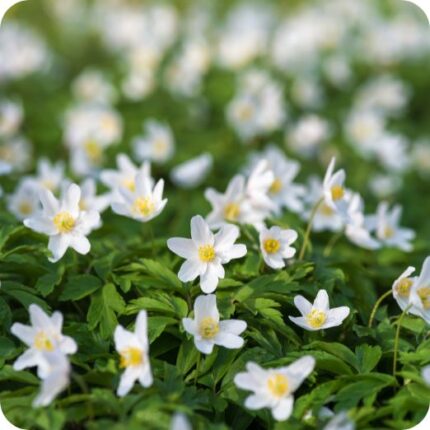 Wood Anemone (Anemone nemorosa) low growing plant with white flowers and divided green leaves.