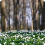 Wood Anemone (Anemone nemorosa) carpeting woodland floor with white flowers among fresh spring growth.