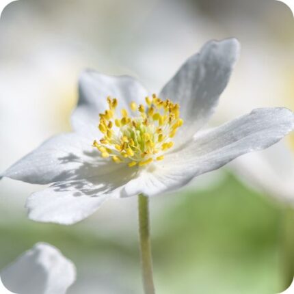 Wood Anemone (Anemone nemorosa) close up of white star like flower with yellow centre.