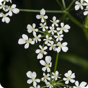 Close up of Cow Parsley Anthriscus sylvestris small white flowers on thin branched stems