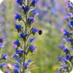 Viper's Bugloss Echium vulgare upright wildflower with rough hairy leaves and tall spikes of blue flowers.