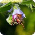 Viper's Bugloss (Echium vulgare) plug plants - Image 2