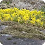 Biting Stonecrop (Sedum acre) plug plants - Image 3
