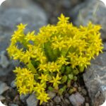 Biting Stonecrop (Sedum acre) plug plants - Image 2