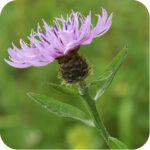 Black Knapweed (Centaurea nigra) plugs plants - Image 2