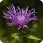 Black Knapweed (Centaurea nigra) plugs plants - Image 3