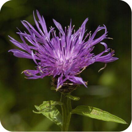 Black Knapweed flower