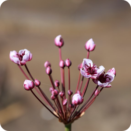 flowering rush flower