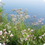 Flowering Rush (Butomus umbellatus) plug plants - Image 3