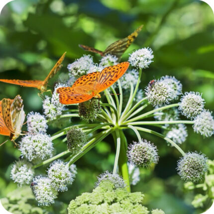 wild Angelica flower