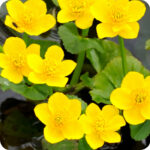 Wet Meadow/Damp Grassland Plug Plant Mix - Image 7