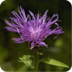Black Knapweed purple flower