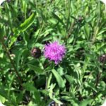 Black Knapweed (Centaurea nigra) close up of dark purple thistle like flowers with spiky petals on green stems.