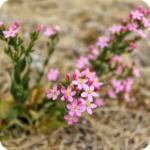 Common Centaury (Centaurium erythraea) plug plants - Image 2