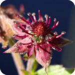 Marsh Cinquefoil