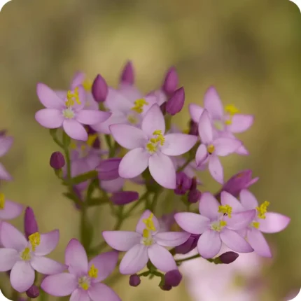 Common Centaury (Centaurium erythraea) low growing plant with green leaves and clusters of bright pink flowers.