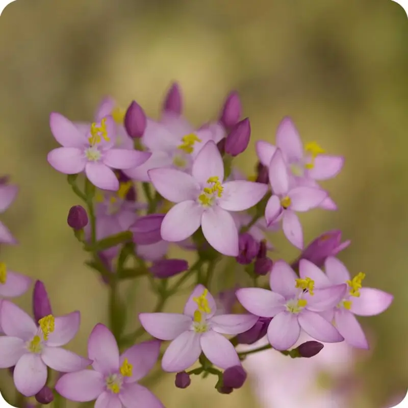 Common Centaury (Centaurium erythraea) low growing plant with green leaves and clusters of bright pink flowers.
