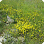 Common Rock-Rose (Helianthemum nummularium) plug plants - Image 3