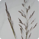 Common Bent (Agrostis capillaris) Seed - Image 3