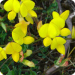 Bird's-Foot Trefoil (Lotus corniculatus) plug plants - Image 2