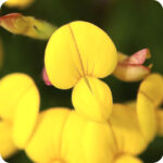 Bird's-Foot Trefoil Lotus corniculatus close up a yellow flower head with 3 petals