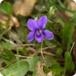 Common Dog-Violet (Viola riviniana) plugs plants - Image 2