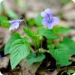 Common Dog-Violet (Viola riviniana) plugs plants - Image 3