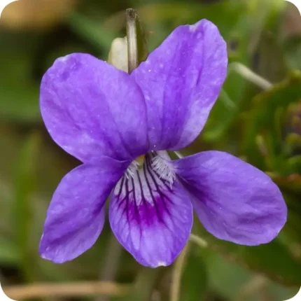 Common Dog-Violet Viola riviniana close up of purple flower head with a white centre