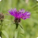 close up of Black Knapweed Centaurea nigra with purple spikey petals on a green stem