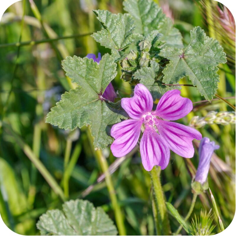 Common Mallow (Malva sylvestris) plants - Cumbria Wildflowers