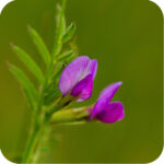 Common vetch flower