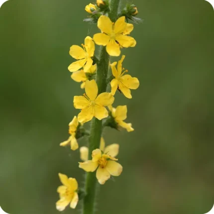 Agrimony